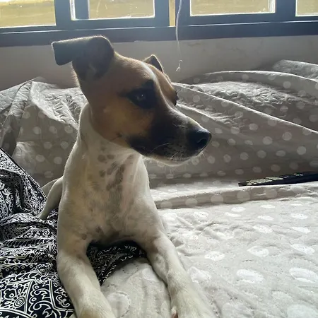 Chalet Lakeview Chalet, Drligen